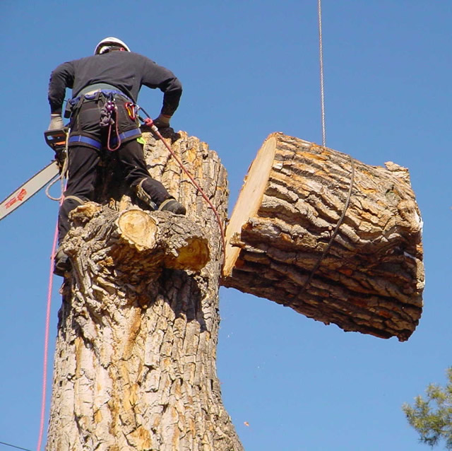 abc-tree-service-climber