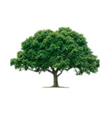 Trimmed tree by ABC Tree Services of Fort Myers, FL