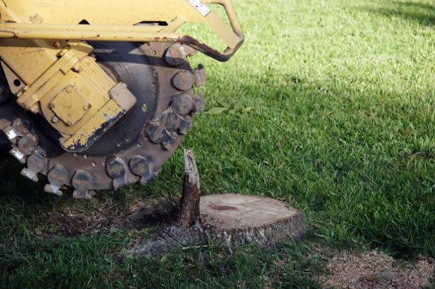 abc-tree-services-stump-grinding